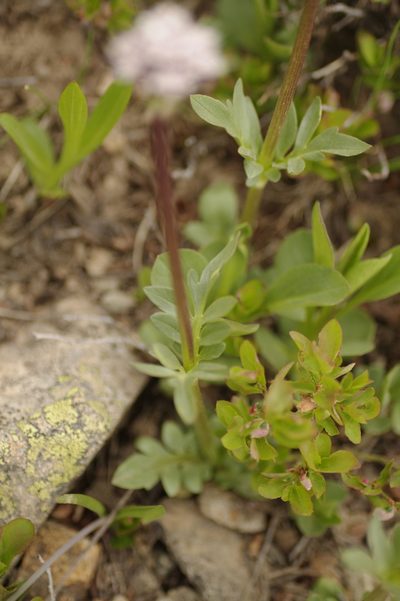 Valeriana acutiloba, photographed by Eric Knight