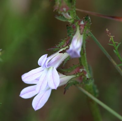 Lobelia brevifolia, photographed by Lauren McLaurin