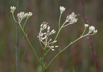 Arnoglossum ovatum, photographed by Lauren McLaurin
