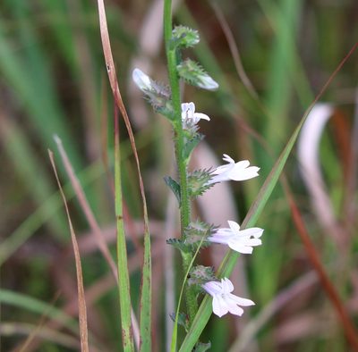Lobelia brevifolia, photographed by Lauren McLaurin