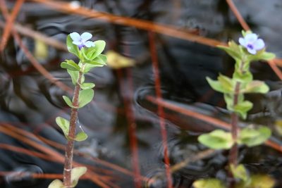 Bacopa caroliniana, photographed by Lauren McLaurin