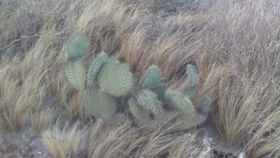 Opuntia huajuapensis, photographed by Tereso Hernández Morales