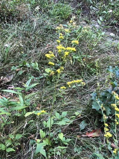 Solidago arguta, photographed by John Baur