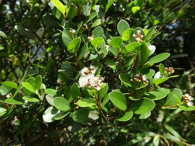 Syzygium buxifolium, photographed by Aaron Liston
