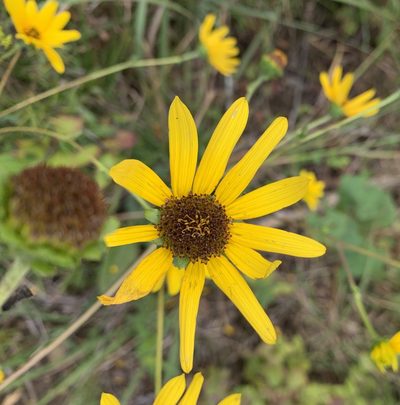 Helianthus atrorubens, photographed by Ashwin Srinivasan