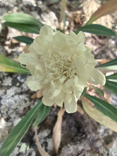 Cephalaria coriacea, photographed by Алексей Ябс