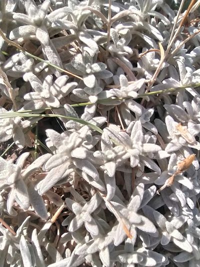 Cerastium biebersteinii, photographed by Алексей Ябс