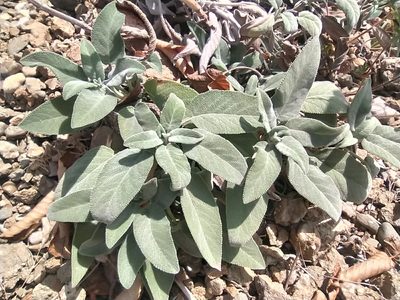 Salvia tomentosa, photographed by Алексей Ябс