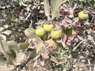 Pyrus elaeagrifolia, photographed by Алексей Ябс