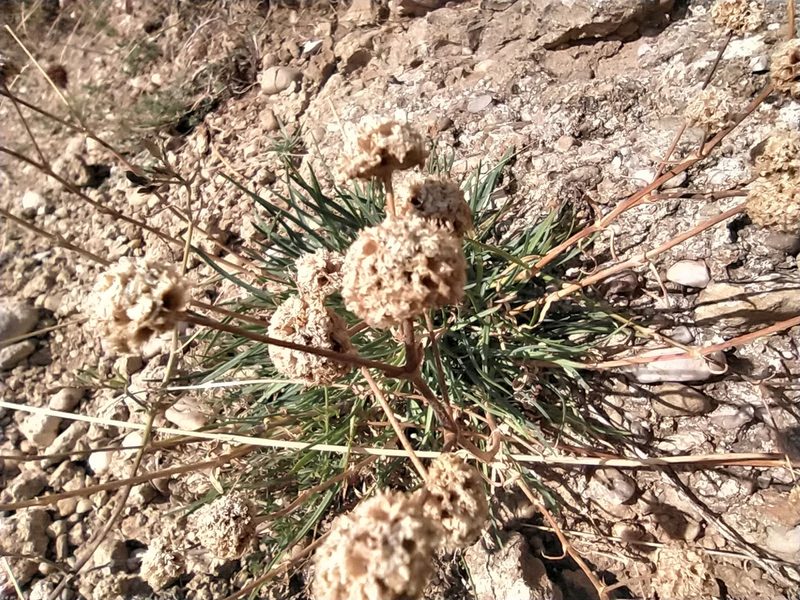 Gypsophila pallasii, photographed by Алексей Ябс