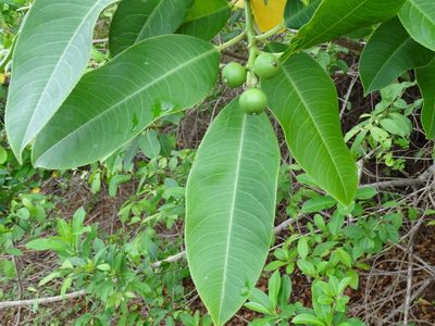 Sapium lateriflorum, photographed by Francisco Farriols Sarabia