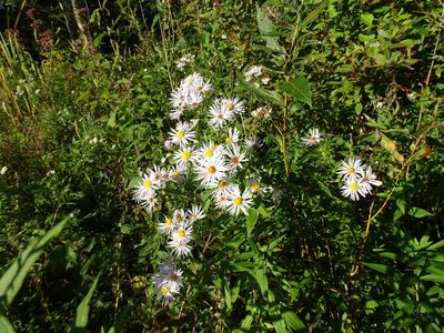 Symphyotrichum firmum, photographed by Reuven Martin