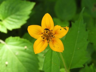 Sclerocarpus divaricatus, photographed by Francisco Farriols Sarabia