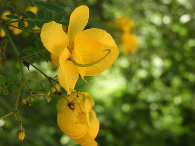 Senna pallida, photographed by Francisco Farriols Sarabia