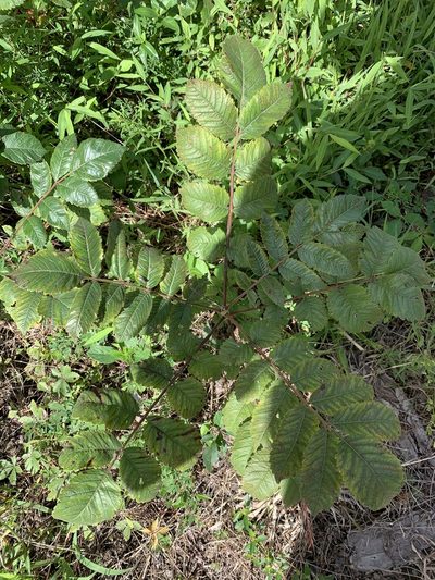 Rhus michauxii, photographed by Ashwin Srinivasan