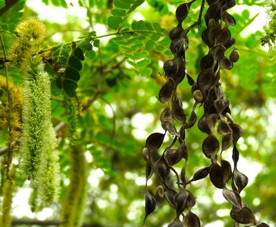 Pityrocarpa obliqua, photographed by Francisco Farriols Sarabia