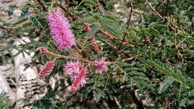 Mimosa dysocarpa, photographed by Miguel Grageda