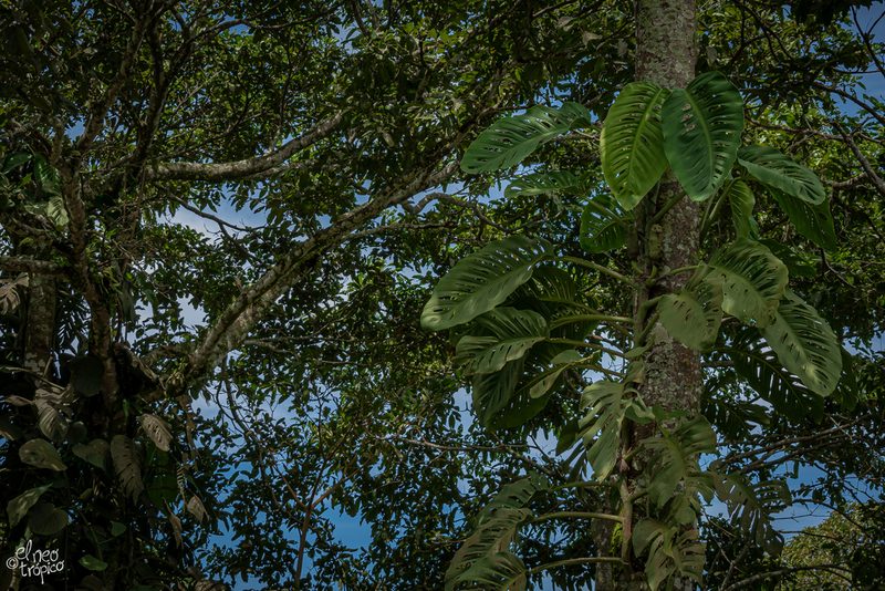 Monstera acuminata, photographed by Daniel Pineda Vera