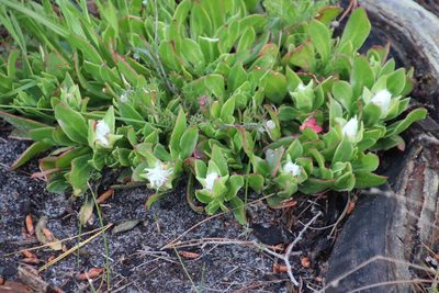 Skiatophytum tripolium, photographed by Tony Rebelo