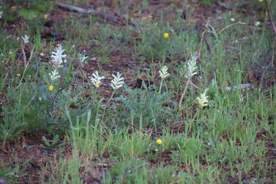 Lachenalia orchioides, photographed by Tony Rebelo