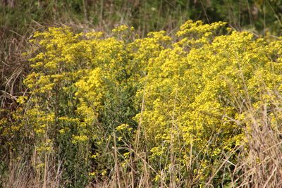Senecio subcanescens, photographed by Tony Rebelo