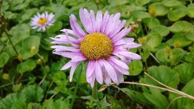 Erigeron peregrinus, photographed by Alexandria 'Alex' Wenninger
