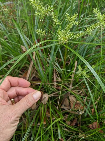 Cyperus tetragonus, photographed by Bruce Slater