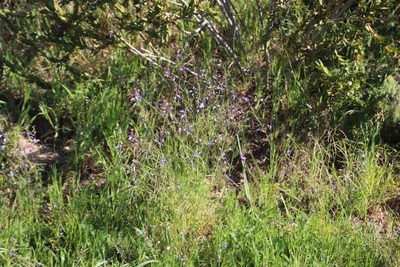 Heliophila coronopifolia, photographed by Tony Rebelo