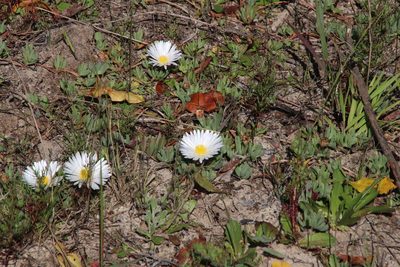 Lampranthus reptans, photographed by Tony Rebelo