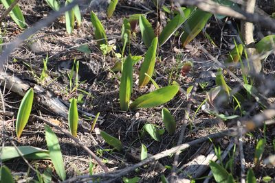 Eriospermum lanceifolium, photographed by Tony Rebelo