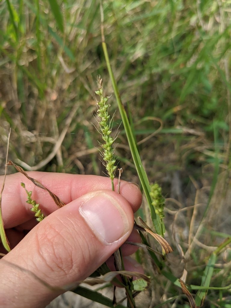 Setaria texana, photographed by Cleveland Powell