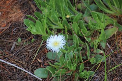 Skiatophytum tripolium, photographed by Tony Rebelo
