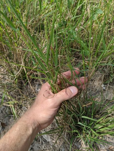 Setaria texana, photographed by Cleveland Powell