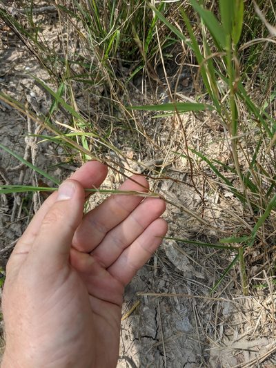 Setaria texana, photographed by Cleveland Powell