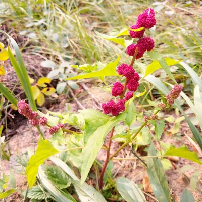Blitum capitatum, photographed by Troy McConaghy
