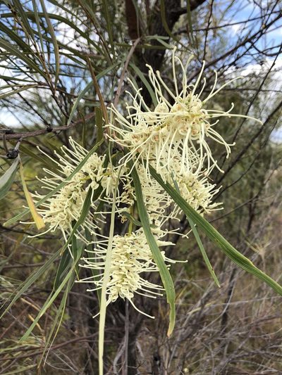 Grevillea parallela, photographed by elawrey