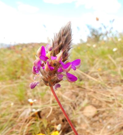Dalea sericea, photographed by Carlos Martorell