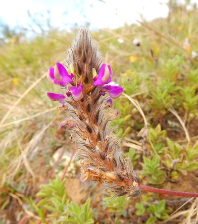 Dalea sericea, photographed by Carlos Martorell