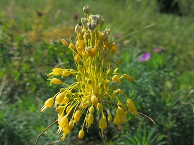 Allium flavum, photographed by xulescu_g