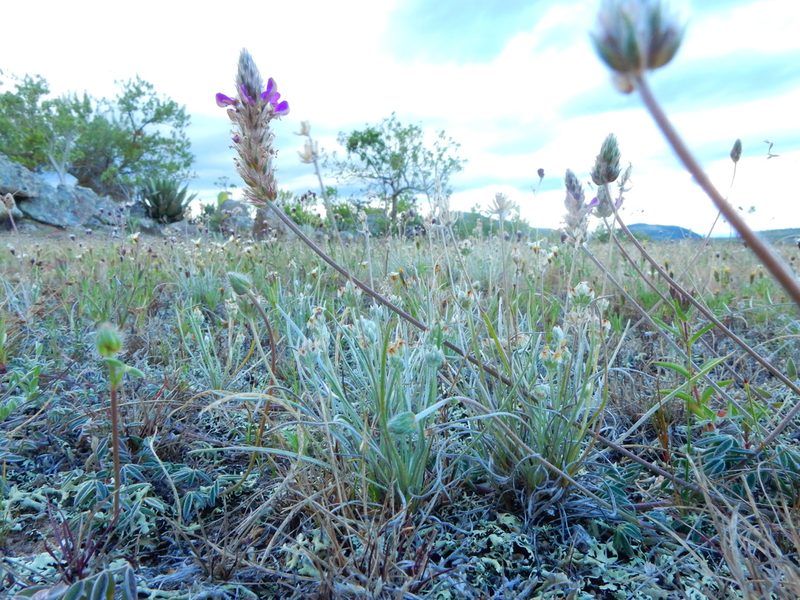 Dalea sericea, photographed by Carlos Martorell
