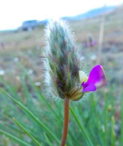Dalea sericea, photographed by Carlos Martorell