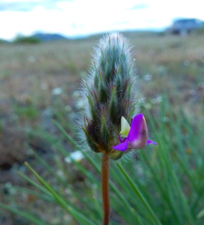 Dalea sericea, photographed by Carlos Martorell