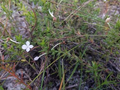 Gratiola hispida, photographed by Nash Turley