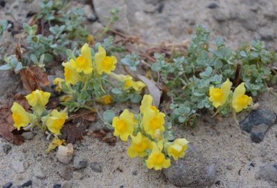 Linaria thymifolia, photographed by Donald Davesne