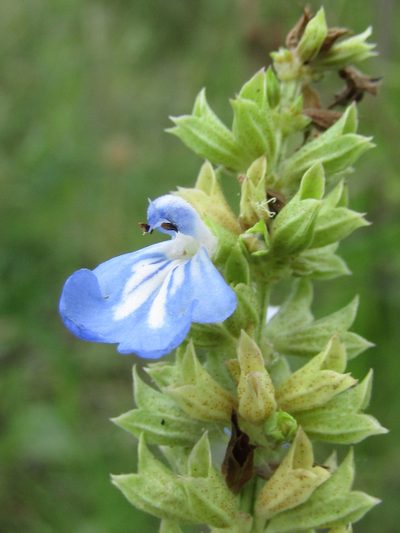 Salvia uliginosa, photographed by Candela Castro