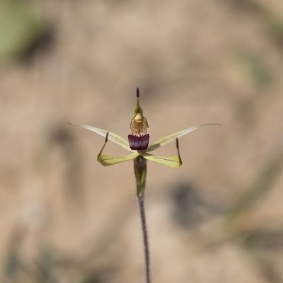 Caladenia leptochila, photographed by Kym Nicolson