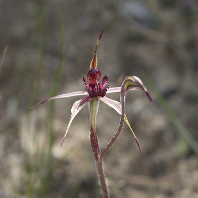 Caladenia reticulata, photographed by Kym Nicolson
