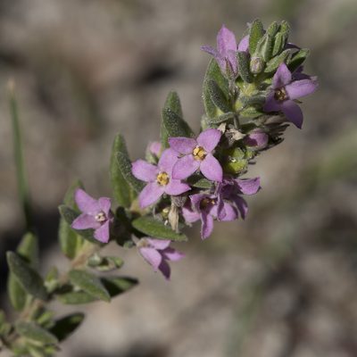 Zieria veronicea, photographed by Kym Nicolson