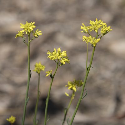 Glischrocaryon behrii, photographed by Kym Nicolson