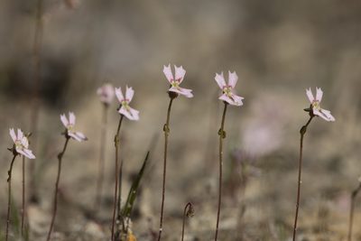 Stylidium calcaratum, photographed by Kym Nicolson